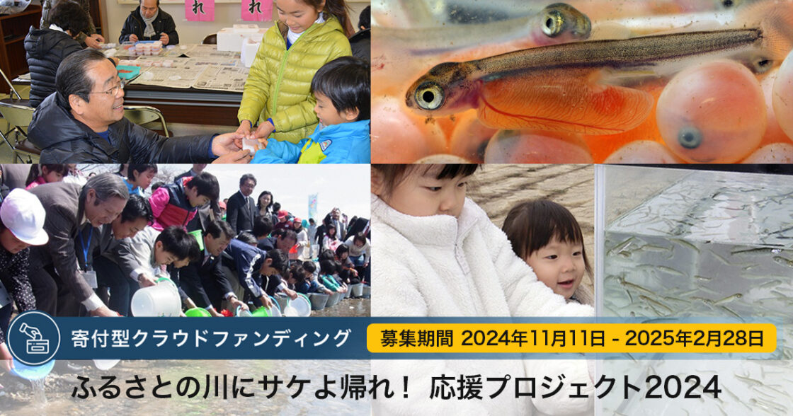 【メディア掲載】各社に「由良川サケ放流事業」の取り組みが取り上げられました