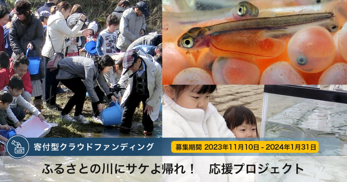 【ふるさとの川にサケよ帰れ！　応援プロジェクト】の募集を11月10日から開始しました